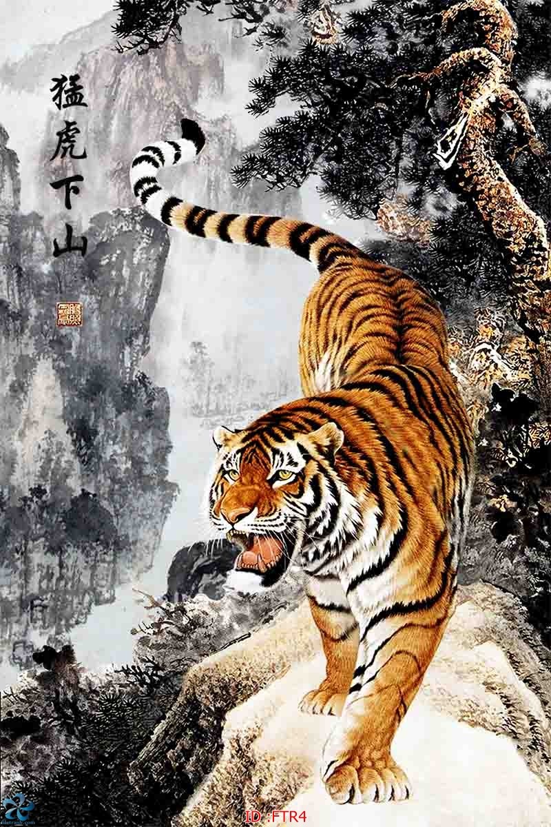 Тигр спускается